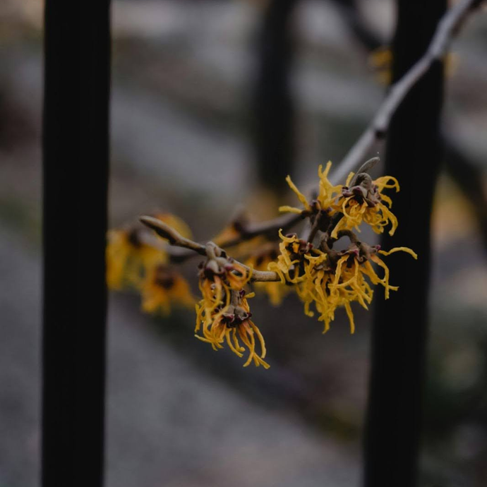 How Witch Hazel Can Soothe And Heal Hemorrhoids